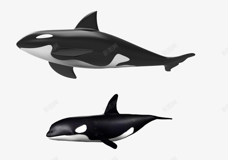 虎鲸生物png免抠素材_新图网 https://ixintu.com 光滑皮肤 凶猛 海洋生物 虎鲸 鳍 黑色虎鲸