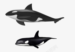 虎鲸虎鲸生物高清图片