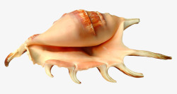 贝壳类生物大海螺响螺海洋生物高清图片