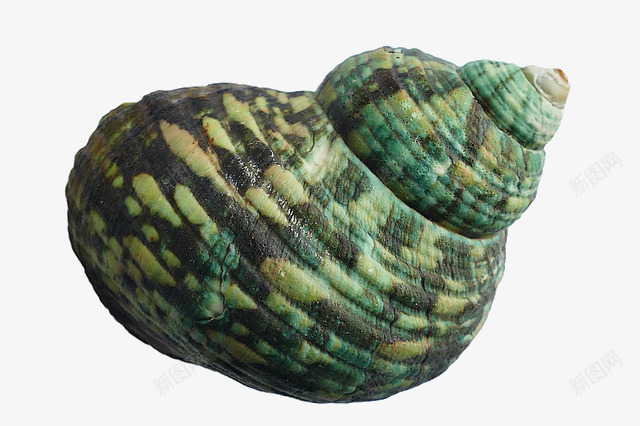 绿色海螺png免抠素材_新图网 https://ixintu.com 海洋 海滩 海螺 海贝 绿色海螺 贝壳