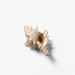 海洋生物贝壳海螺素材