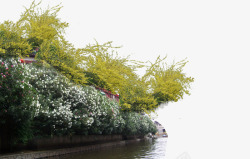 藤本植物藤本植物高清图片