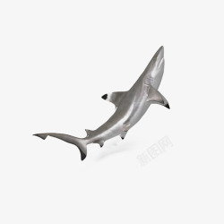海洋黑鳍鲨素材