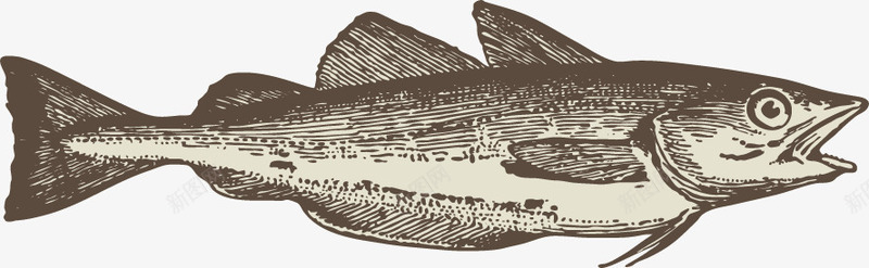 海洋动物手绘素描png免抠素材_新图网 https://ixintu.com 平面设计 手绘 插画 海洋动物 素描 鱼