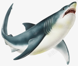 锋利的牙齿野生狂怒大白鲨高清图片