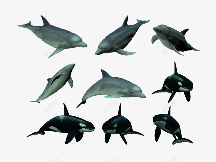虎鲸和海豚png免抠素材_新图网 https://ixintu.com 免费png图片 动物 哺乳动物 海洋生物 黑色虎鲸