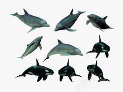 虎鲸和海豚素材