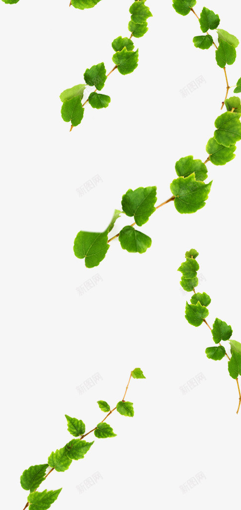 绿色春季花藤植物png免抠素材_新图网 https://ixintu.com 春季 植物 绿色