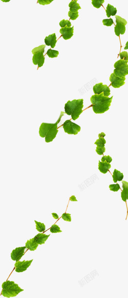 绿色春季花藤植物素材