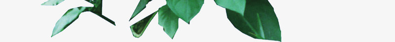 树藤藤蔓绿色植物png免抠素材_新图网 https://ixintu.com 叶 叶子 叶片 树叶 树藤 植物 清新 绿叶 绿色 绿色树叶 绿色植物 藤蔓