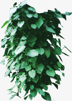 树藤藤蔓绿色植物素材