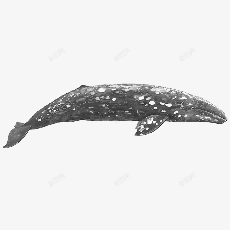 一只灰色座头鲸海洋生物插图png免抠素材_新图网 https://ixintu.com 座头鲸 插图 海洋 灰色 物种 生物 百科 鲸类 鲸鱼