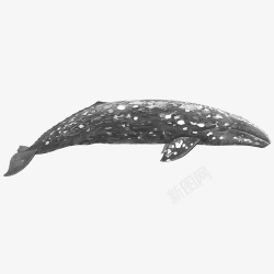 一只灰色座头鲸海洋生物插图素材