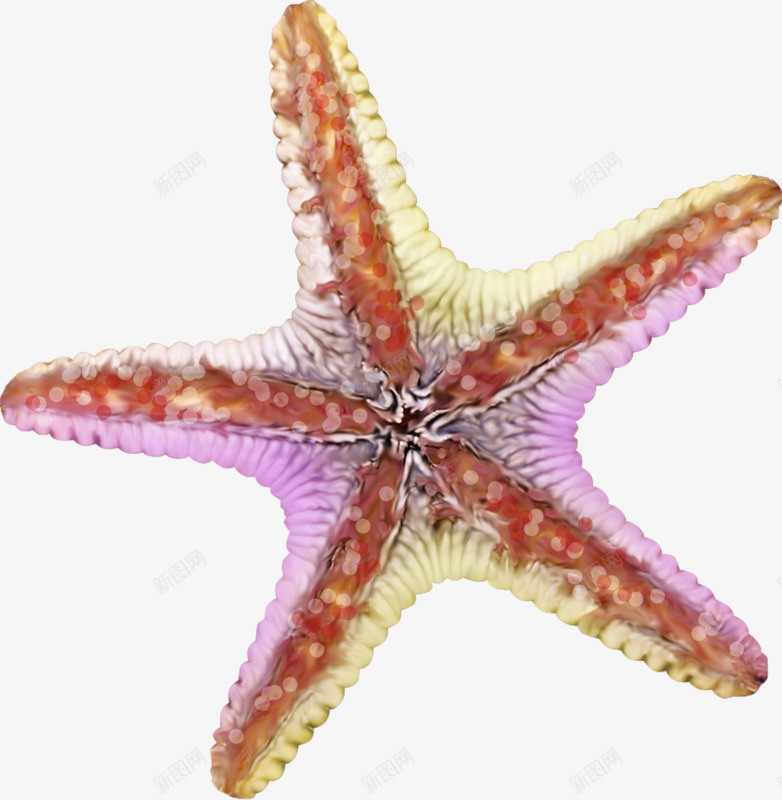 海洋水生物png免抠素材_新图网 https://ixintu.com 星星 水生物 海洋 贝壳