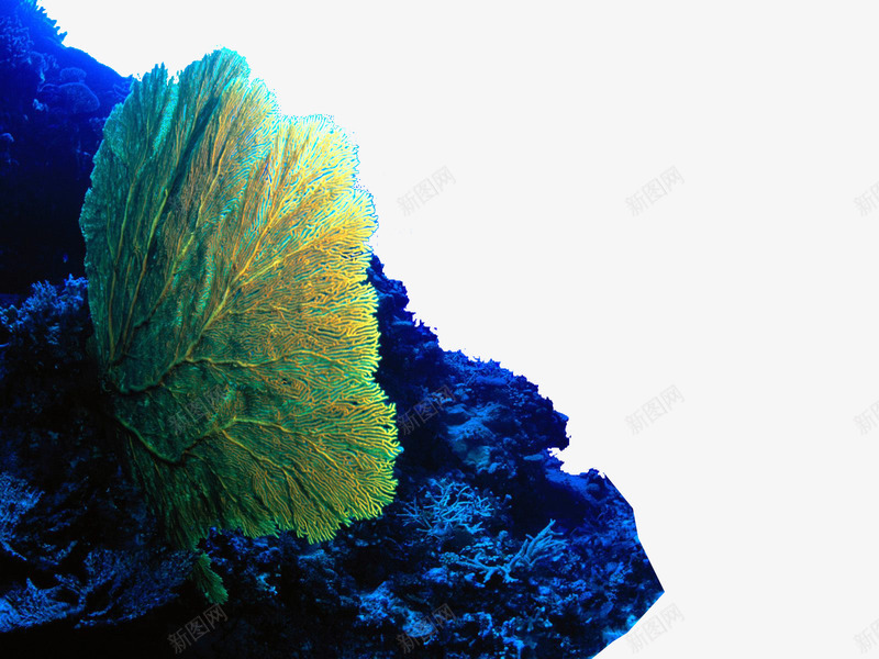 蓝色活力的扇形海底植物png免抠素材_新图网 https://ixintu.com 扇形 植物 水生 活力 海底 海洋 深海 深海植物 蓝色