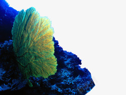 蓝色活力的扇形海底植物素材