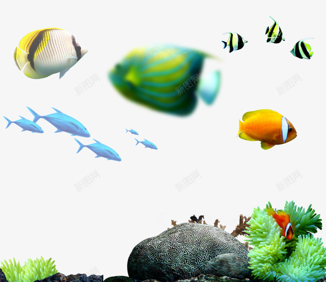 水下的世界png免抠素材_新图网 https://ixintu.com 水底世界 海洋 礁石 鱼