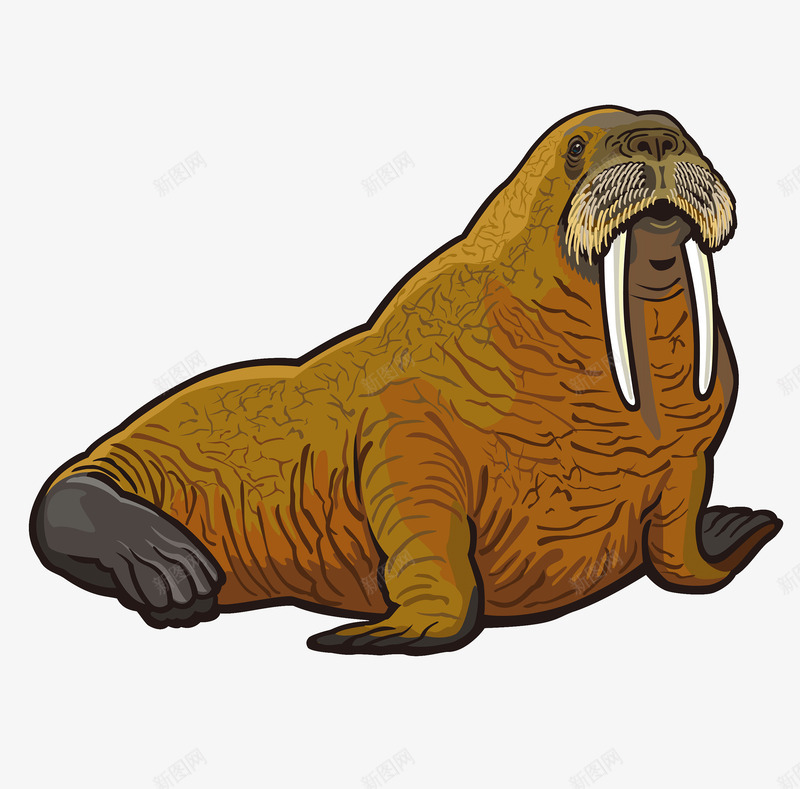 手绘海象动物png免抠素材_新图网 https://ixintu.com 卡通 手绘 海洋动物 海象 野生动物