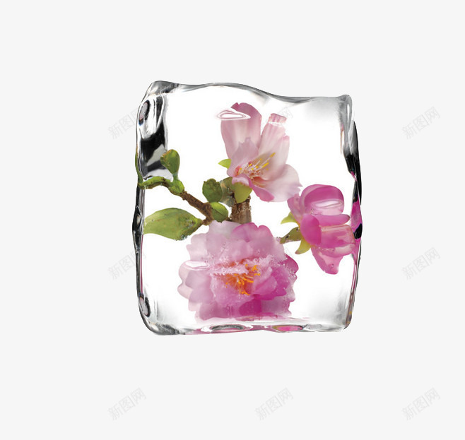 冰块中夹着鲜花png免抠素材_新图网 https://ixintu.com 冰块图片 粉色的鲜花 绿色植物 鲜花