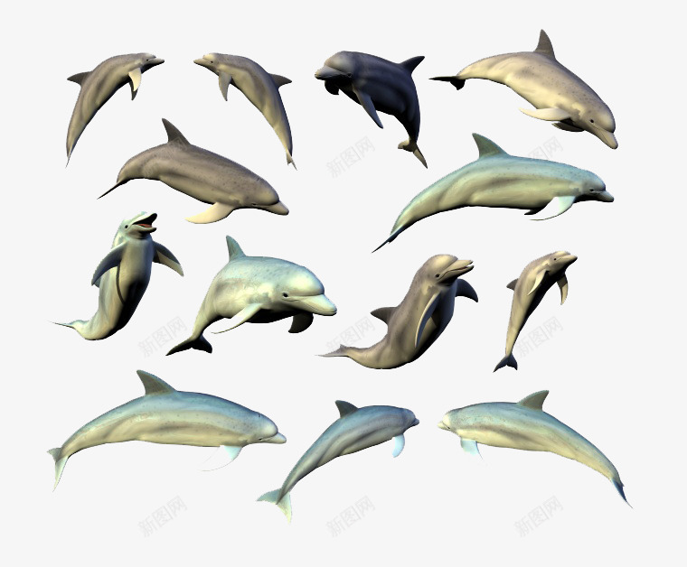 跳跃的海豚png免抠素材_新图网 https://ixintu.com 免费png图片 动物 哺乳动物 海洋生物 海豚