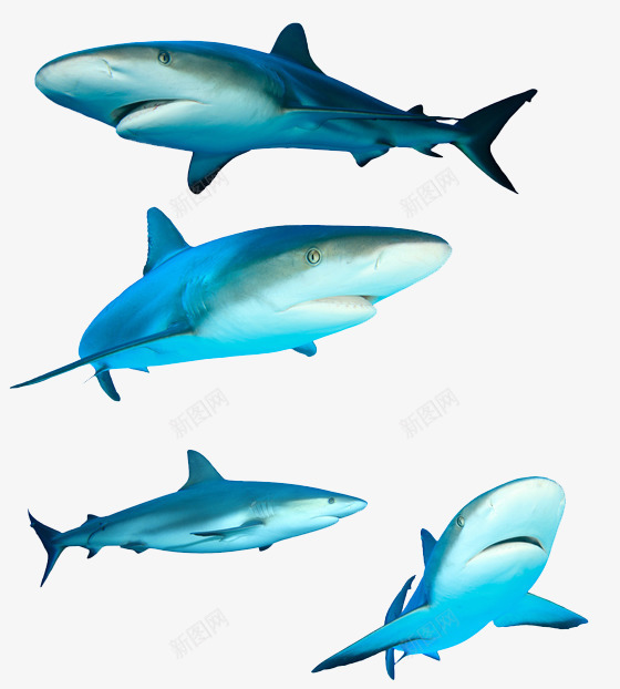 凶猛大白鲨png免抠素材_新图网 https://ixintu.com 凶猛 卡通 大白鲨 海洋 鱼类