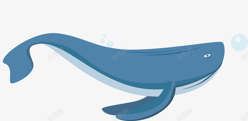 扑水的白鲸png免抠素材_新图网 https://ixintu.com 动物 哺乳动物 大白鲸 扑水 海洋动物 鲸鱼