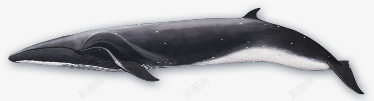 海洋鲸鱼png免抠素材_新图网 https://ixintu.com 动物 动物世界 动物园 大海 海洋 生物 野生动物 鲸鱼