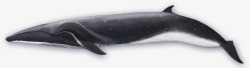 海洋鲸鱼素材