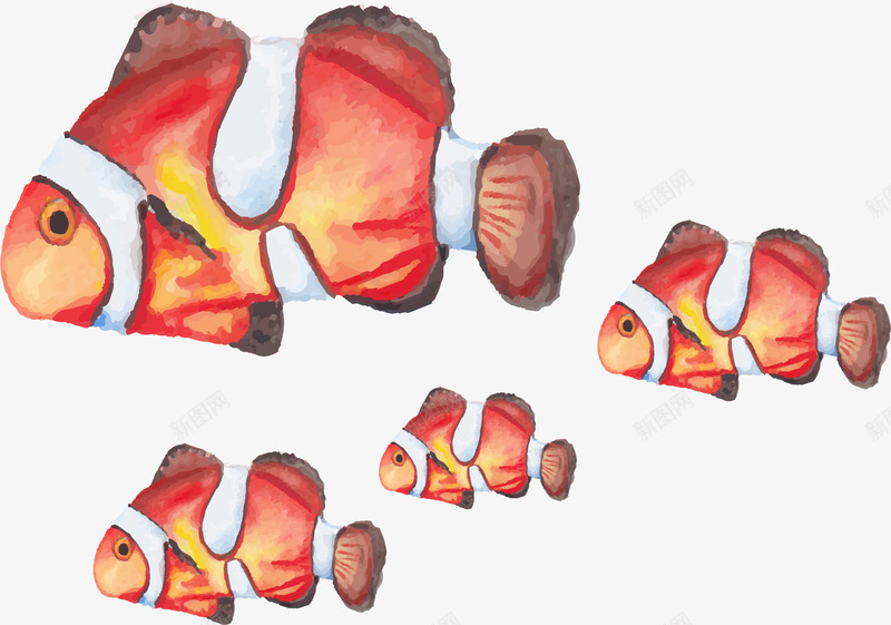红色水彩小丑鱼png免抠素材_新图网 https://ixintu.com 小丑鱼 海底世界 海洋生物 矢量素材 红色小丑鱼