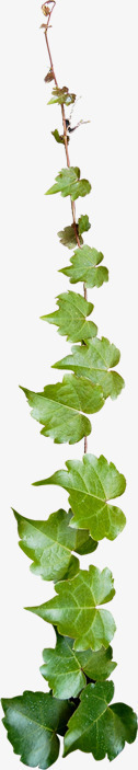 绿色花藤树叶植物素材