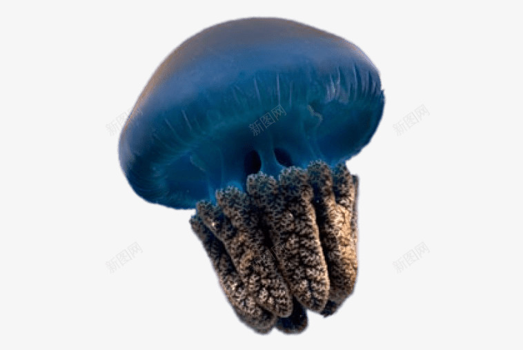大海里的水母png免抠素材_新图网 https://ixintu.com 动物 动物世界 动物园 大海 彩色水母 水母 海洋 生物 野兽 野生动物