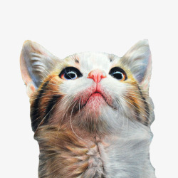 写实彩绘小猫仰头片高清图片