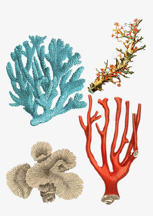 海洋珊瑚手绘png免抠素材_新图网 https://ixintu.com 彩绘 插画 海洋 珊瑚虫 生物