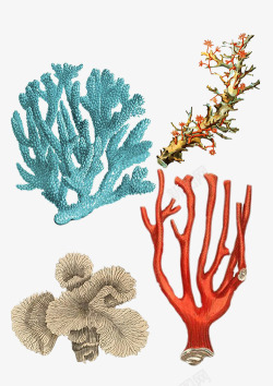 海洋珊瑚手绘素材