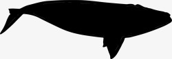 大型哺乳动物大白鲸游玩矢量图图标高清图片