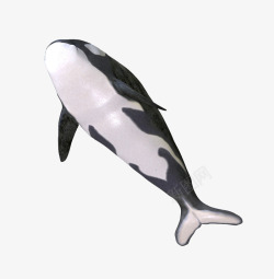 最萌的动物最萌的动物之虎鲸高清图片