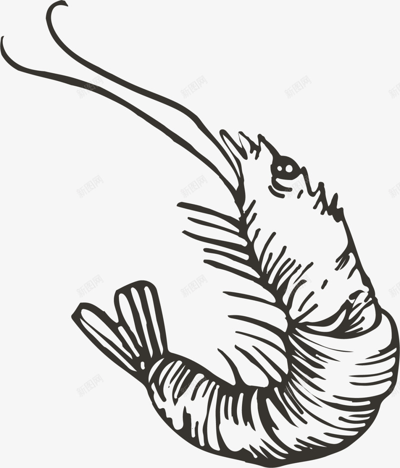 世界海洋日手绘海虾图标png_新图网 https://ixintu.com 一只海虾 世界海洋日 手绘海虾 海洋生物 素描 绘画