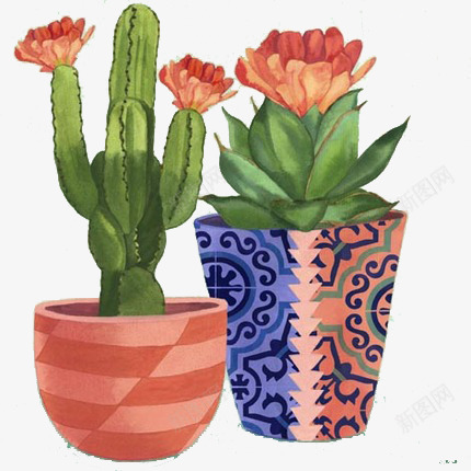 两个手绘装饰多肉植物psd免抠素材_新图网 https://ixintu.com 多肉 彩色 手绘 植物 色彩