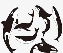 黑色海洋生物虎鲸图案高清图片