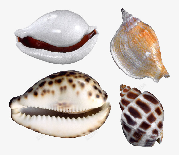 海鲜贝壳图案png免抠素材_新图网 https://ixintu.com 海洋生物 海鲜 贝壳 食物