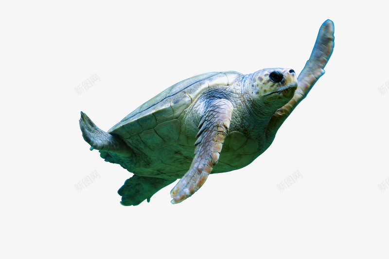 海龟给你一巴掌png免抠素材_新图网 https://ixintu.com 动物 海洋 海鲜 海龟