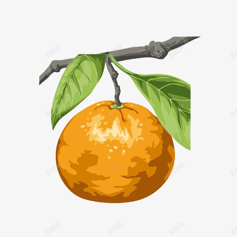 挂在枝头的柑橘手绘图psd免抠素材_新图网 https://ixintu.com 叶子 手绘图 挂在枝头 柑橘 橘子 橙子 水果 绘画