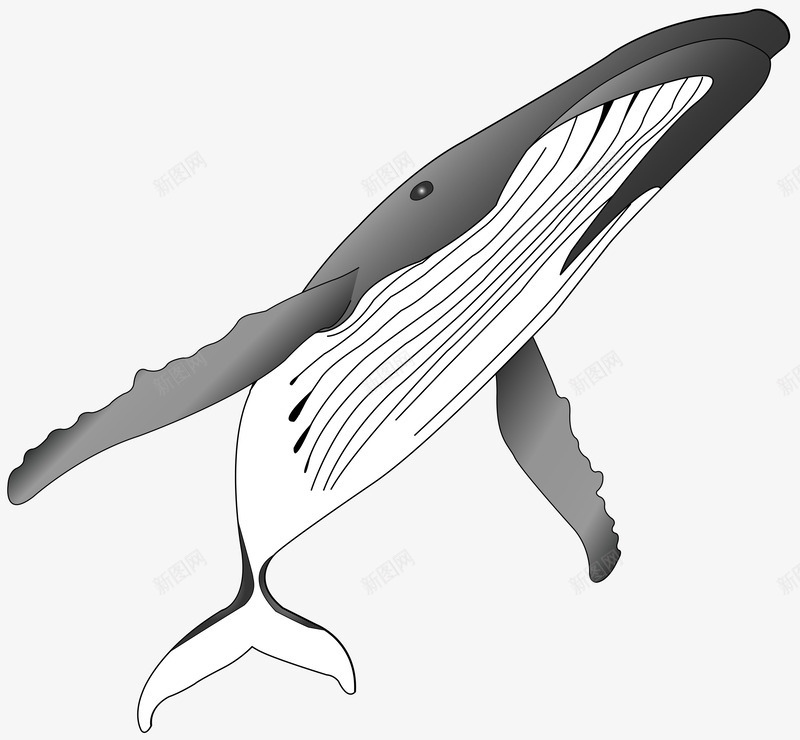 鲨鱼的灰度图矢量图ai免抠素材_新图网 https://ixintu.com 海洋 灰度图 鲨鱼 矢量图