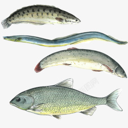鱼类食物各种种类手绘合集素材