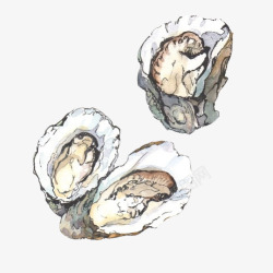 鲜美贝类蛤蜊手绘画片高清图片
