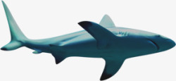 海洋鲨鱼素材
