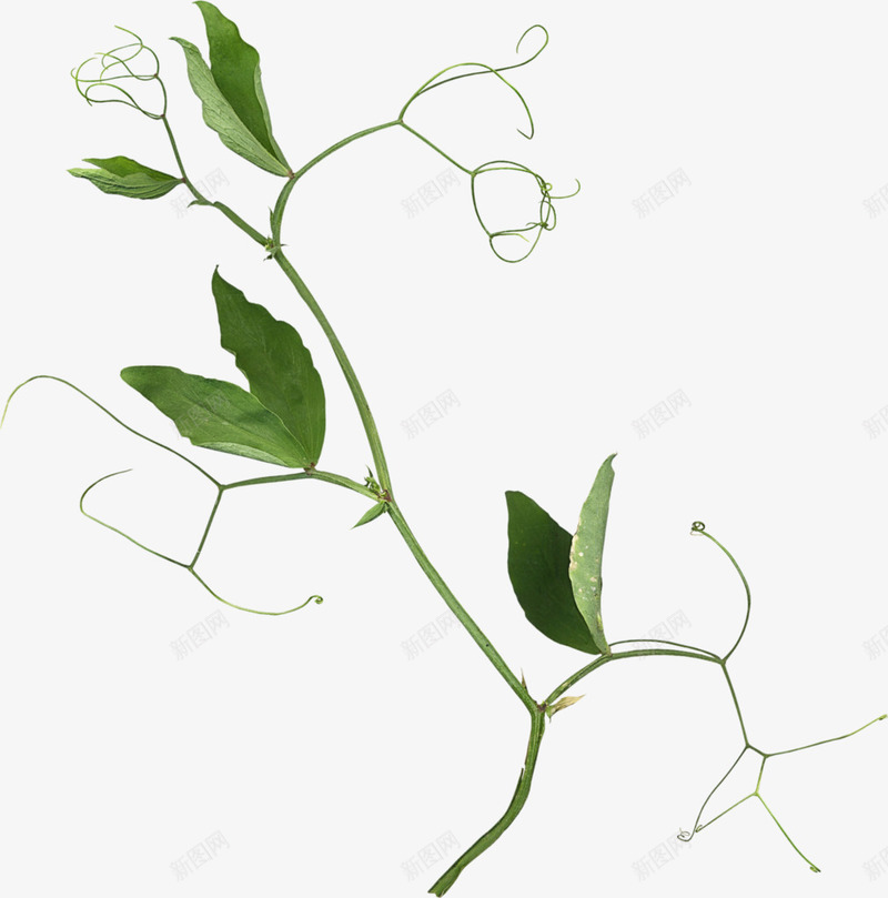 绿色藤蔓蜿蜒背景png免抠素材_新图网 https://ixintu.com 绿色 背景 藤蔓 蜿蜒
