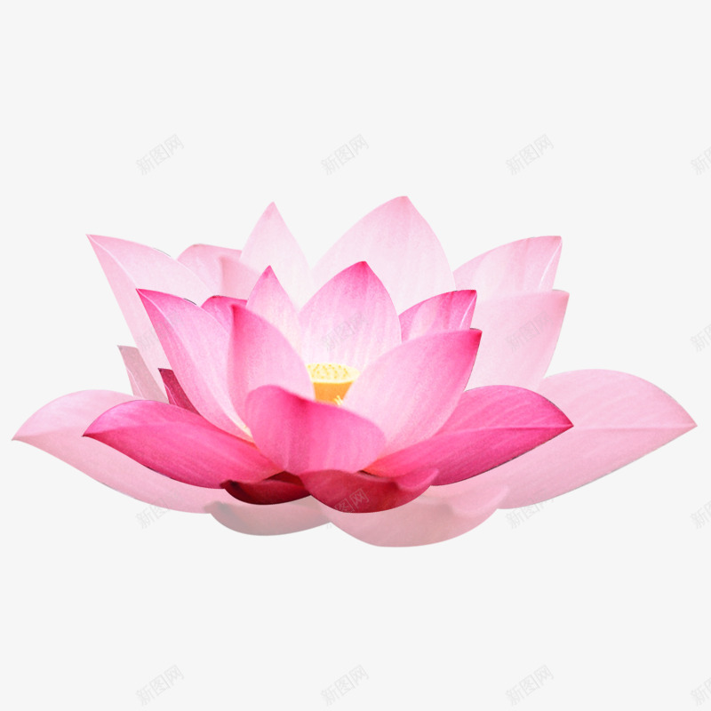 粉色现代海报装饰png免抠素材_新图网 https://ixintu.com 海报背景 海报装饰 背景装饰 色彩 花朵 花素材 花纹