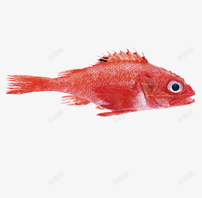 红杉鱼png免抠素材_新图网 https://ixintu.com 摄影图 海洋生物 海鱼 海鲜 红鱼 鱼