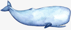 抹香鲸手绘海洋大型动物抹香鲸高清图片